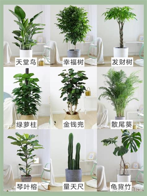 家里放什么植物好